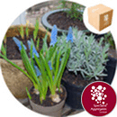 Leca® LWA - Horticultural Grit - 10ltr - 7891